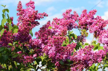 Картинка цветы сирень цветение дача весна природа май красота