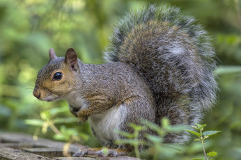 Картинка животные белки зверек