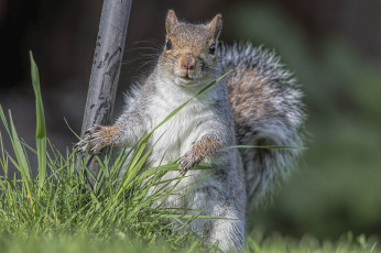 Картинка животные белки зверек