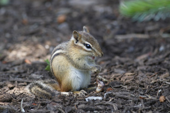 Картинка животные бурундуки зверек