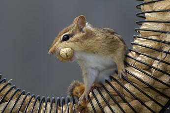 Картинка животные бурундуки зверек