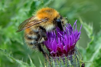 Картинка животные пчелы +осы +шмели шмель