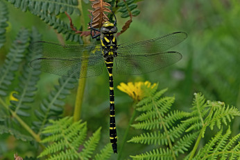 Картинка животные стрекозы стрекоза