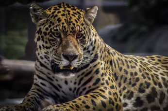 Картинка животные Ягуары животное отдых лапа дерево