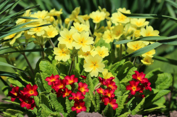 обоя цветы, примулы, весна, цветение, природа, примула, май, дача, красота