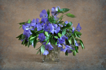 Картинка цветы барвинок растения флора натюрморт природа