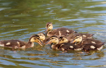 Картинка животные утки лето водоплавающие птенцы пруд весна природа утята птицы