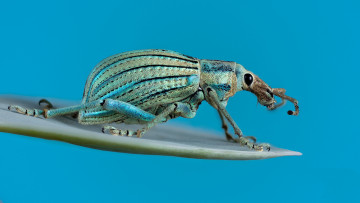 Картинка животные насекомые жучок