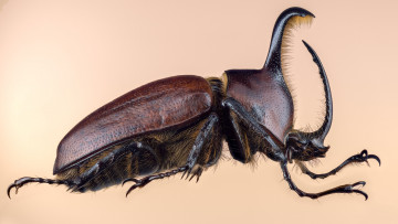 Картинка животные насекомые жук