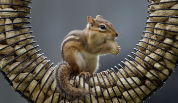 Картинка животные бурундуки зверек