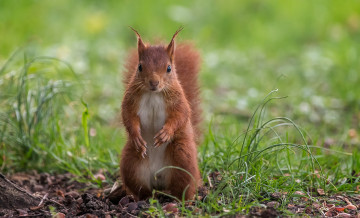 Картинка животные белки зверек