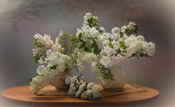 Картинка цветы таволга+ спирея +лабазник натюрморт весна