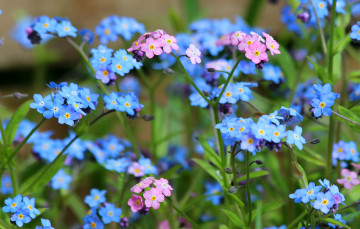 Картинка цветы незабудки природа май дача цветение весна