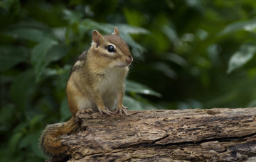 Картинка животные бурундуки зверек