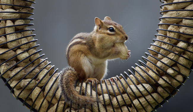 Обои картинки фото животные, бурундуки, зверек