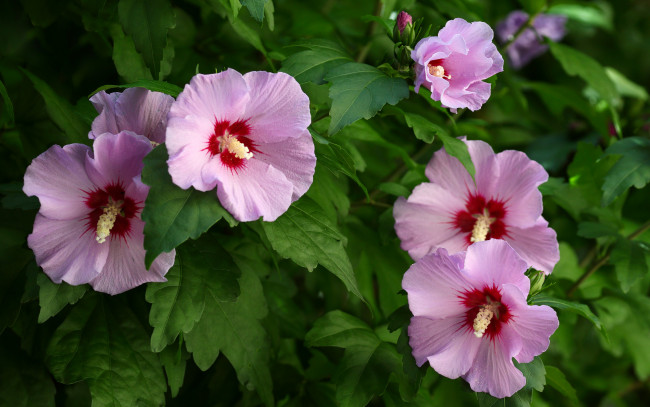 Обои картинки фото цветы, гибискусы, цветение, листики, гибискус, ярко, лепестки, тычинки