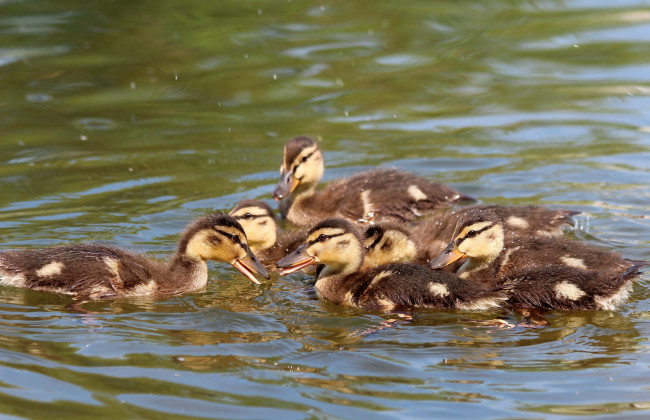 Обои картинки фото животные, утки, лето, водоплавающие, птенцы, пруд, весна, природа, утята, птицы