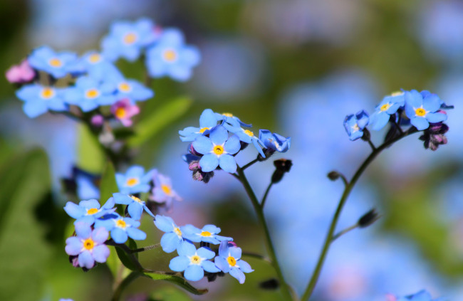 Обои картинки фото цветы, незабудки, дача, цветение, природа, май, красота, весна