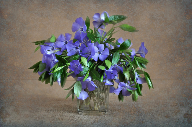 Обои картинки фото цветы, барвинок, растения, флора, натюрморт, природа