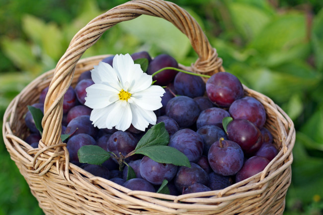 Обои картинки фото еда, персики,  сливы,  абрикосы, сентябрь, сливы, фрукты, урожай, сад, природа, дача