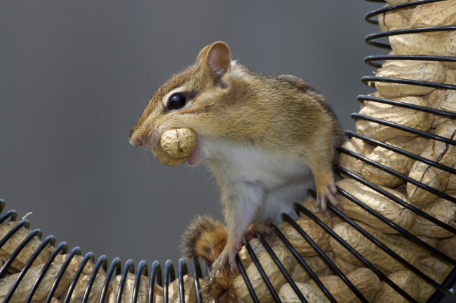 Обои картинки фото животные, бурундуки, зверек