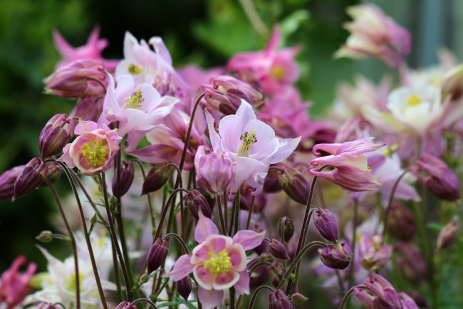 Обои картинки фото цветы, аквилегия , водосбор, природа, красота, лето, дача, цветение, аквилегия