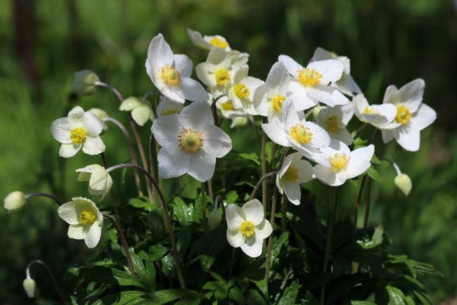 Обои картинки фото цветы, анемоны,  сон-трава, цветение, природа, май, красота, дача, весна