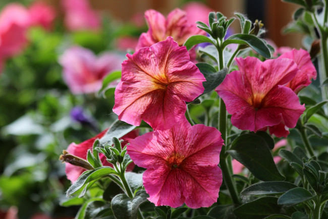 Обои картинки фото цветы, петунии,  калибрахоа, природа, петуния, лето, цветение, красота, дача