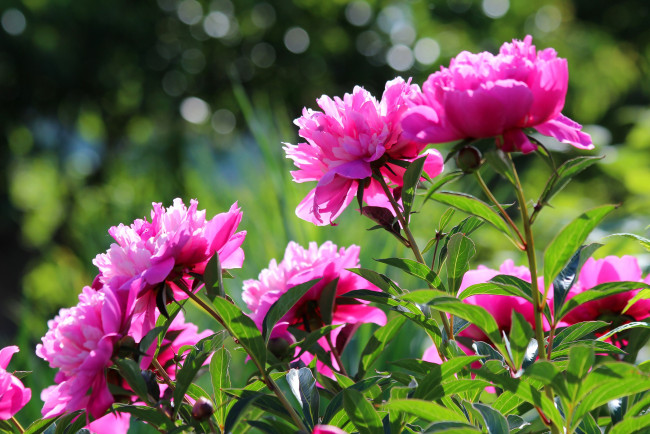 Обои картинки фото цветы, пионы, цветение, природа, дача, лето, красота