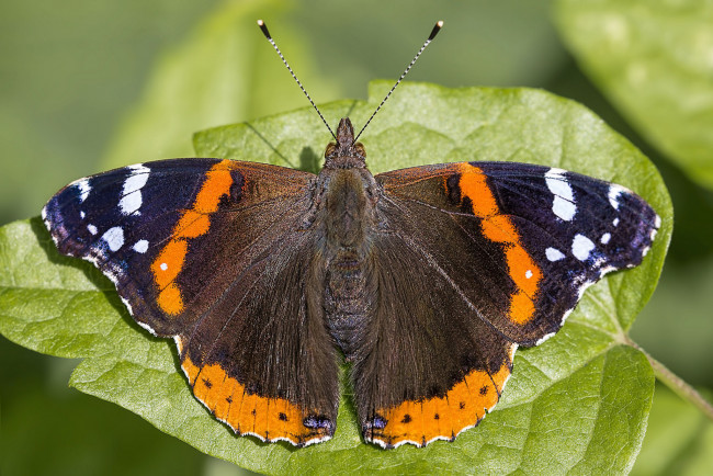 Обои картинки фото животные, бабочки,  мотыльки,  моли, бабочка