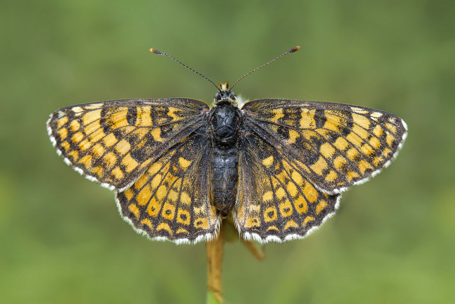 Обои картинки фото животные, бабочки,  мотыльки,  моли, бабочка