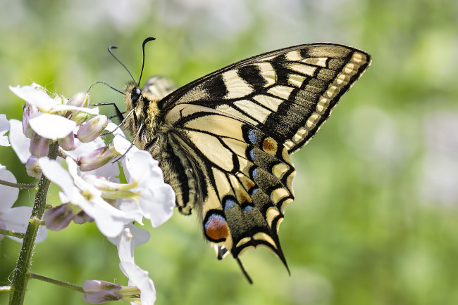 Обои картинки фото животные, бабочки,  мотыльки,  моли, бабочка