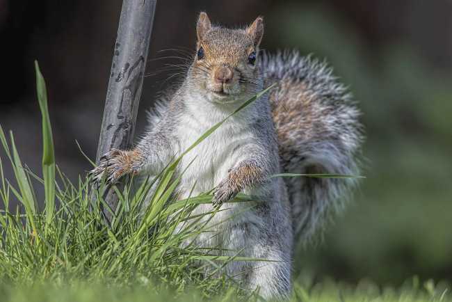 Обои картинки фото животные, белки, зверек