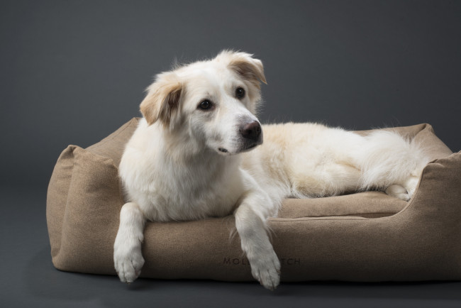 Обои картинки фото животные, собаки, шерсть, порода, животное, окрас, собака