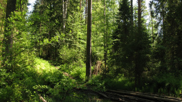 Картинка лесная+тропа природа лес лето тропинка деревья ели тайга карелия