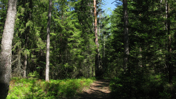 Картинка лесная+тропа природа лес лето тропинка деревья ели тайга карелия