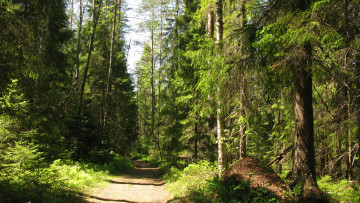 Картинка лесная+тропа природа лес лето тропинка деревья ели тайга карелия