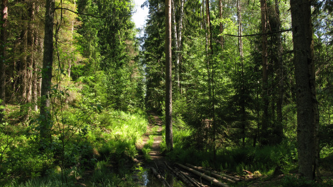 Обои картинки фото лесная тропа, природа, лес, лето, тропинка, деревья, ели, тайга, карелия