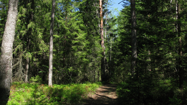 Обои картинки фото лесная тропа, природа, лес, лето, тропинка, деревья, ели, тайга, карелия