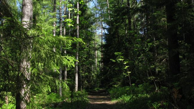 Обои картинки фото лесная тропа, природа, лес, лето, тропинка, деревья, ели, тайга, карелия