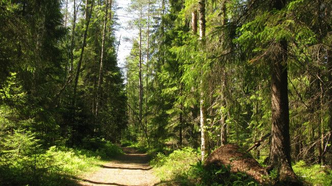 Обои картинки фото лесная тропа, природа, лес, лето, тропинка, деревья, ели, тайга, карелия