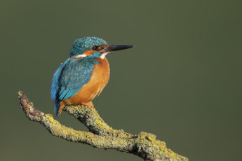 Картинка животные зимородки птица ветка зимородок