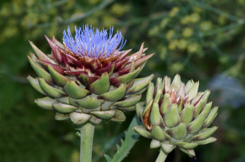 Картинка природа плоды артишок