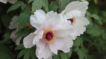 Картинка цветы пионы белые макро