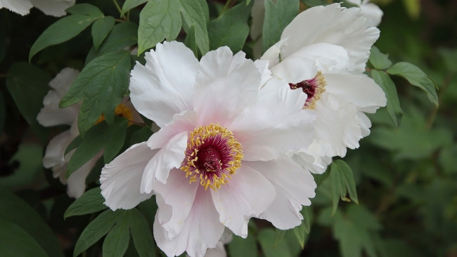 Обои картинки фото цветы, пионы, белые, макро