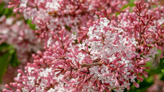 Обои картинки фото цветы, сирень, цветущая, весна