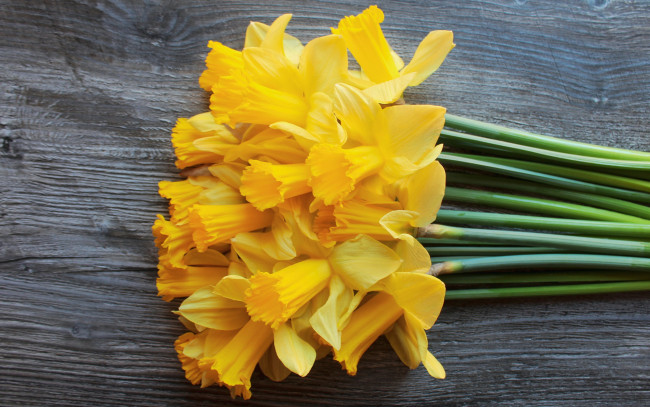 Обои картинки фото цветы, нарциссы, желтые, весна