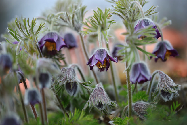 Обои картинки фото цветы, анемоны,  сон-трава, первоцветы, сон-трава, весна