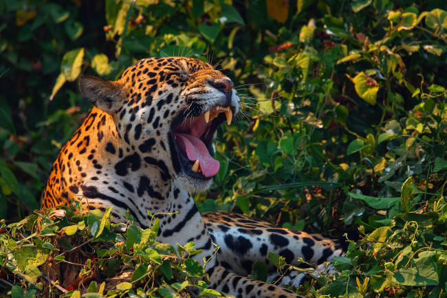 Обои картинки фото животные, ягуары, ягуар, клыки, морда, хищник, дикая, кошка, большая, оскал