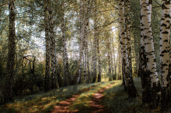 Картинка природа лес березовая роща тропинка